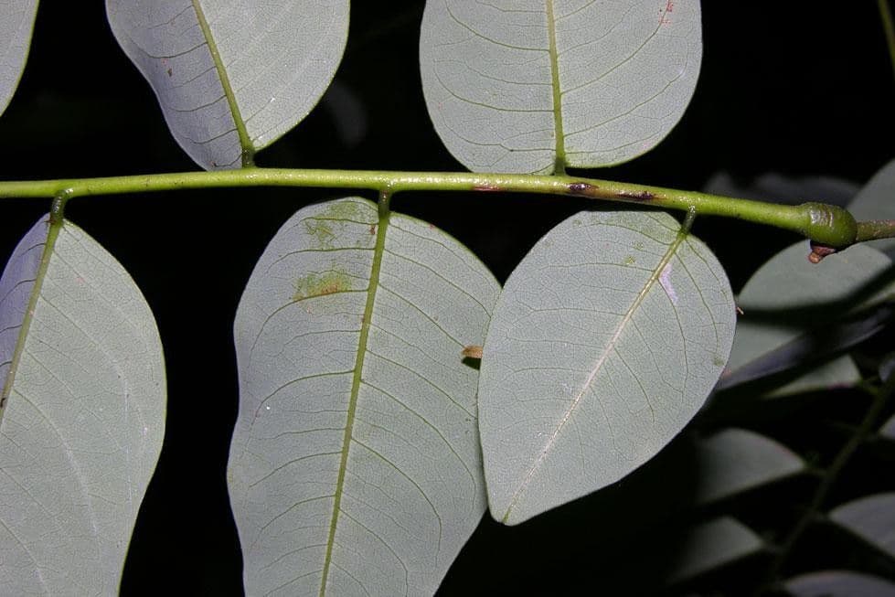 Dalbergia 4