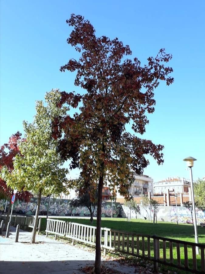 Liquidambar 15
