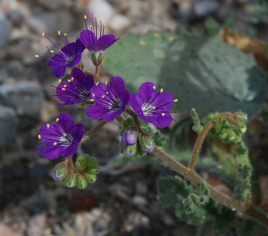 Facelia crenulata 7