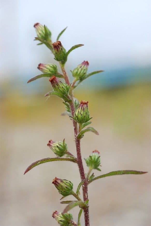 Inula fetida 39