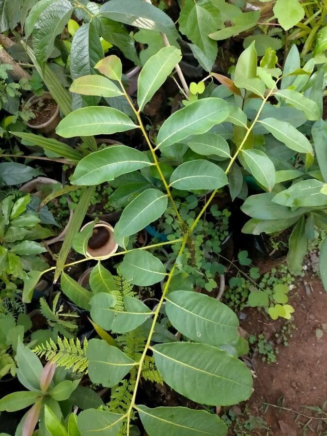 Zanthoxylum gilletii