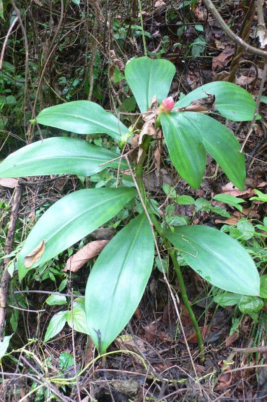 Costus spiralé 13