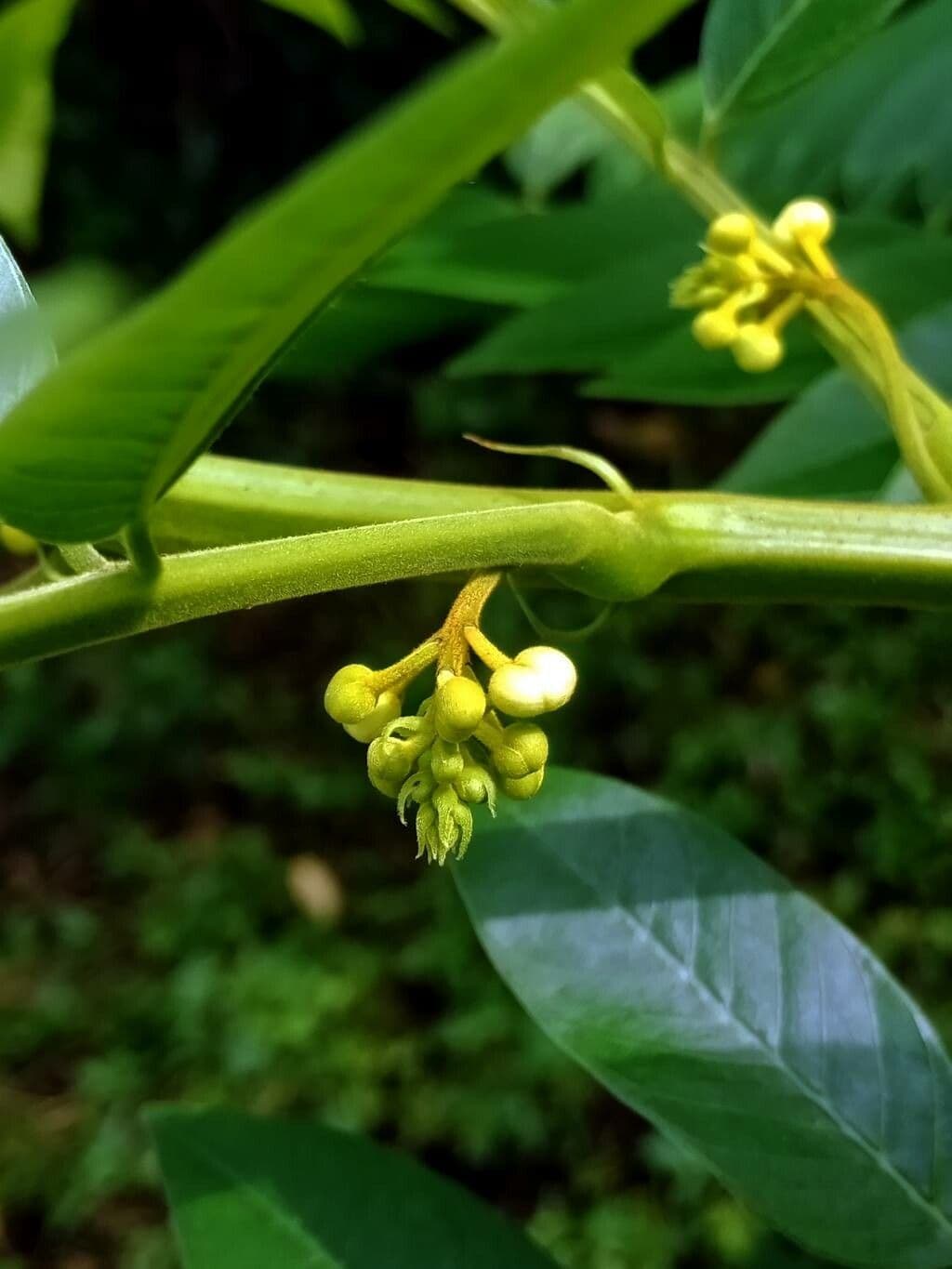 Cassia spectabilis 4