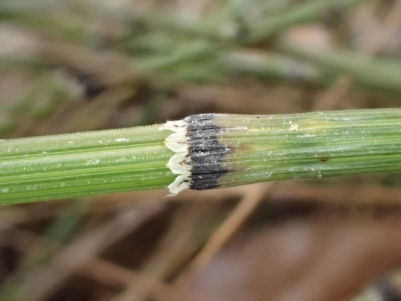 Equiseto variegato 14