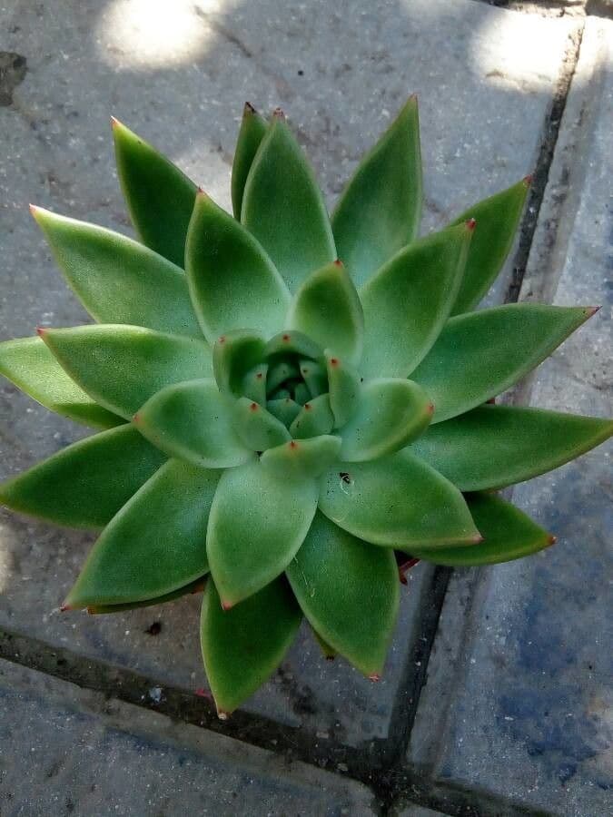 Echeveria 11
