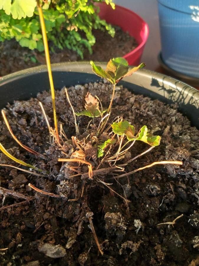 Pteris di Creta 22