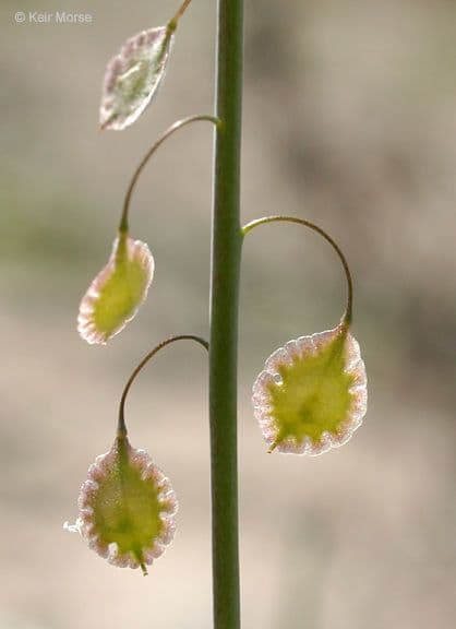 Thysanocarpus laciniato 4