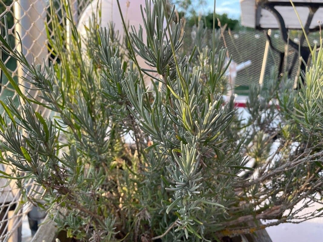 Lavanda 5