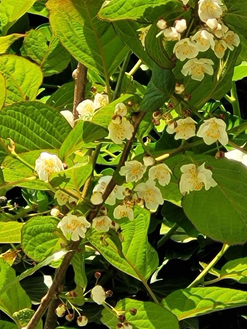 Actinidia kolomikta 4