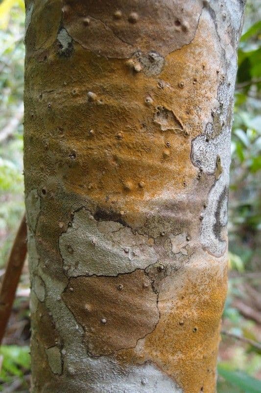 Pandanus 19