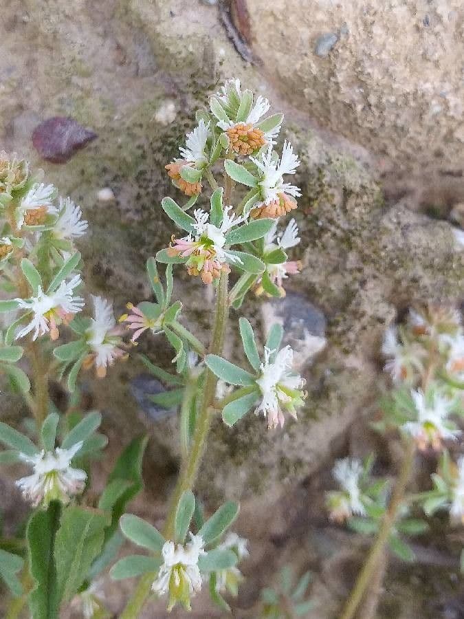 Reseda comune 6