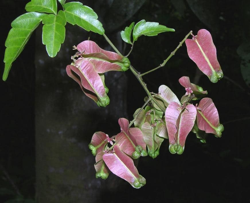 Serjania 2