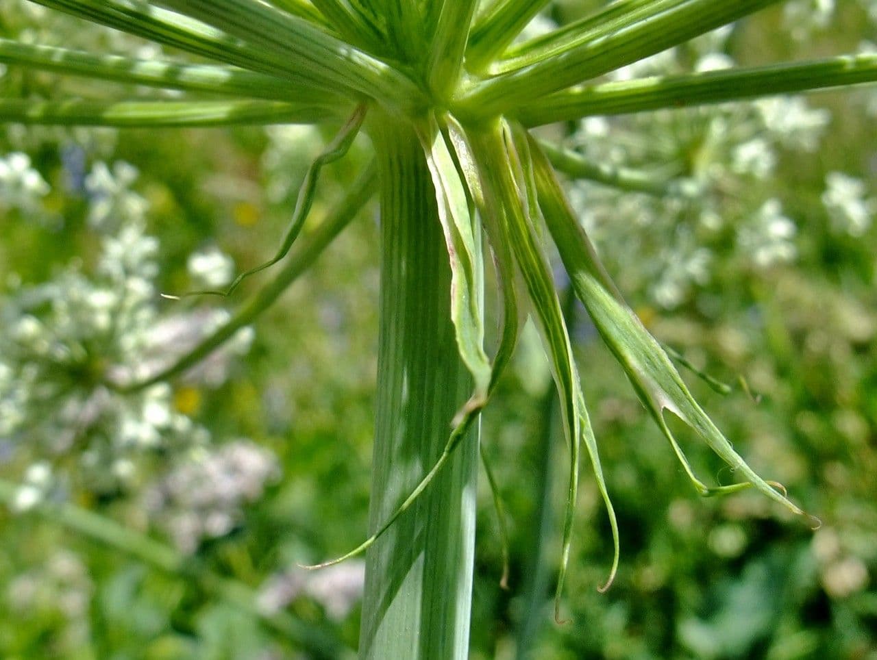 Broadleaf sermountain 24