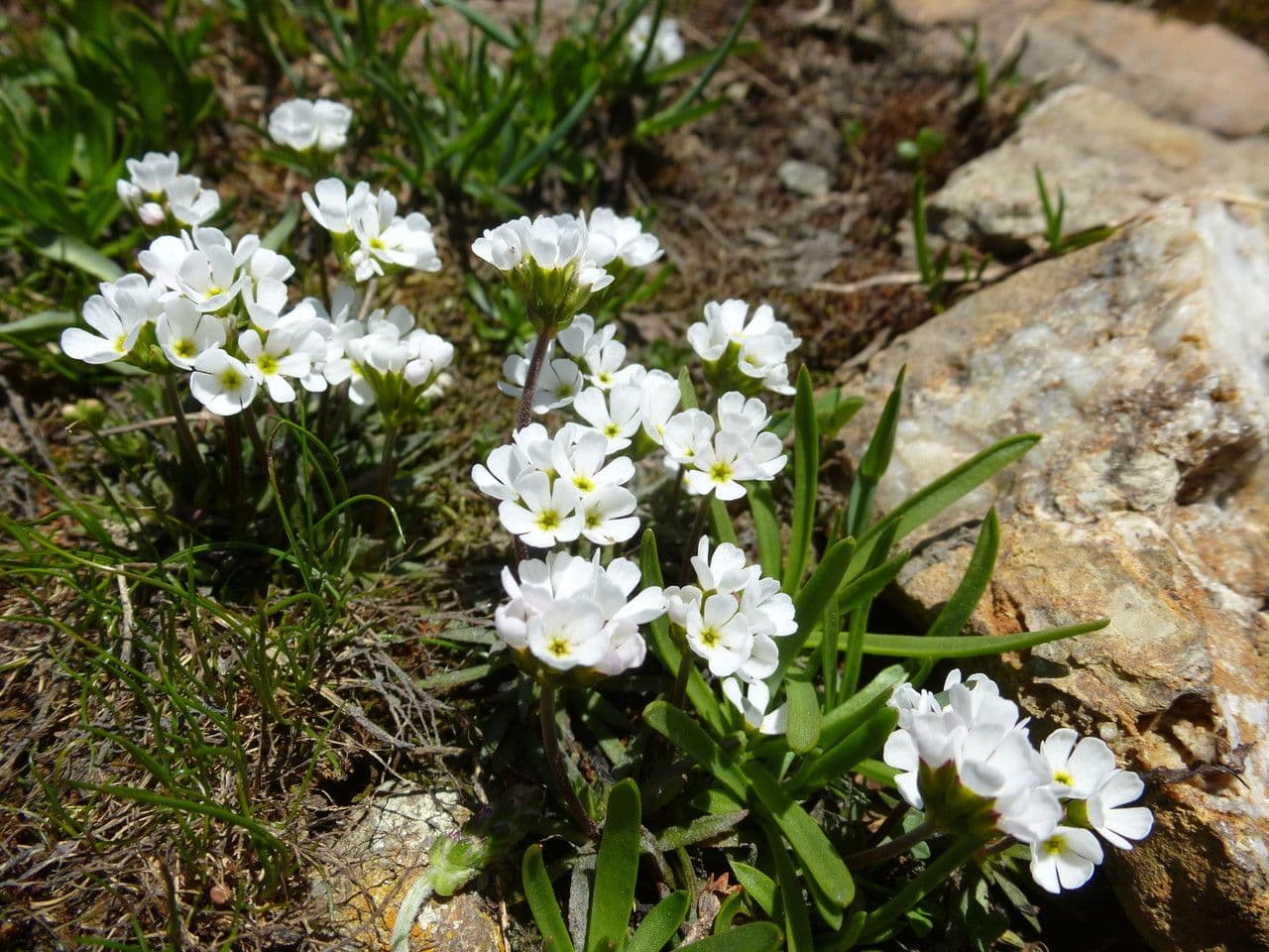 Androsace