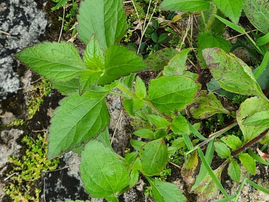 Eleutheranthera ruderalis 7