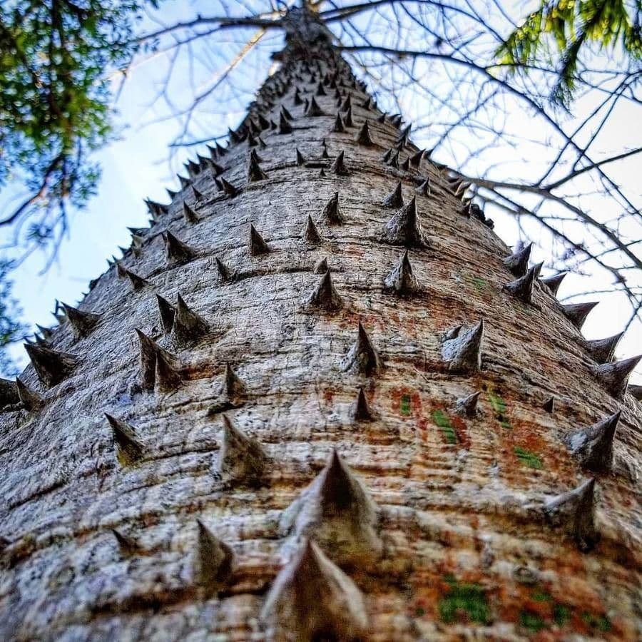 Sandbüchsenbaum 21