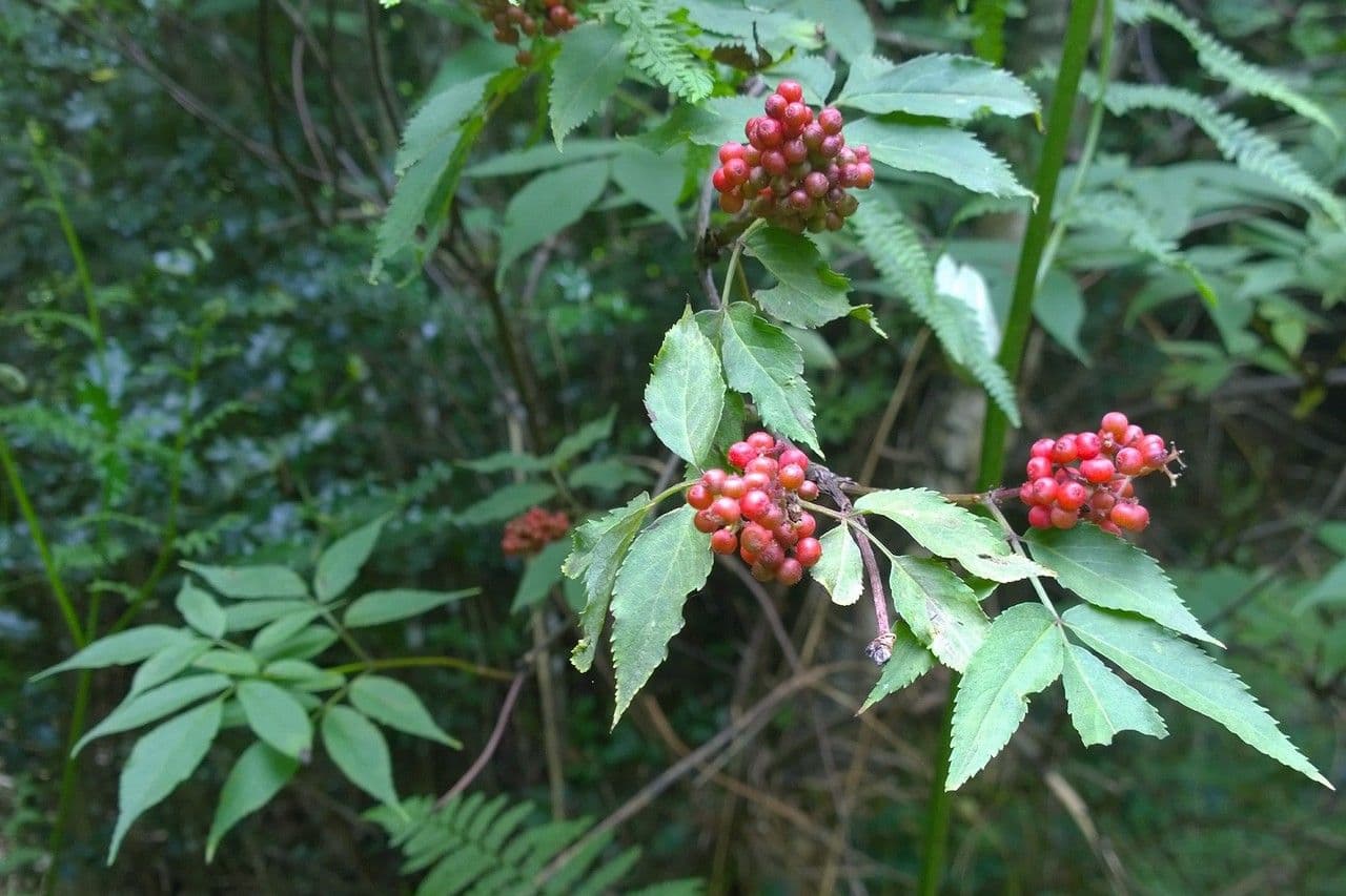 Sambuco rosso 4