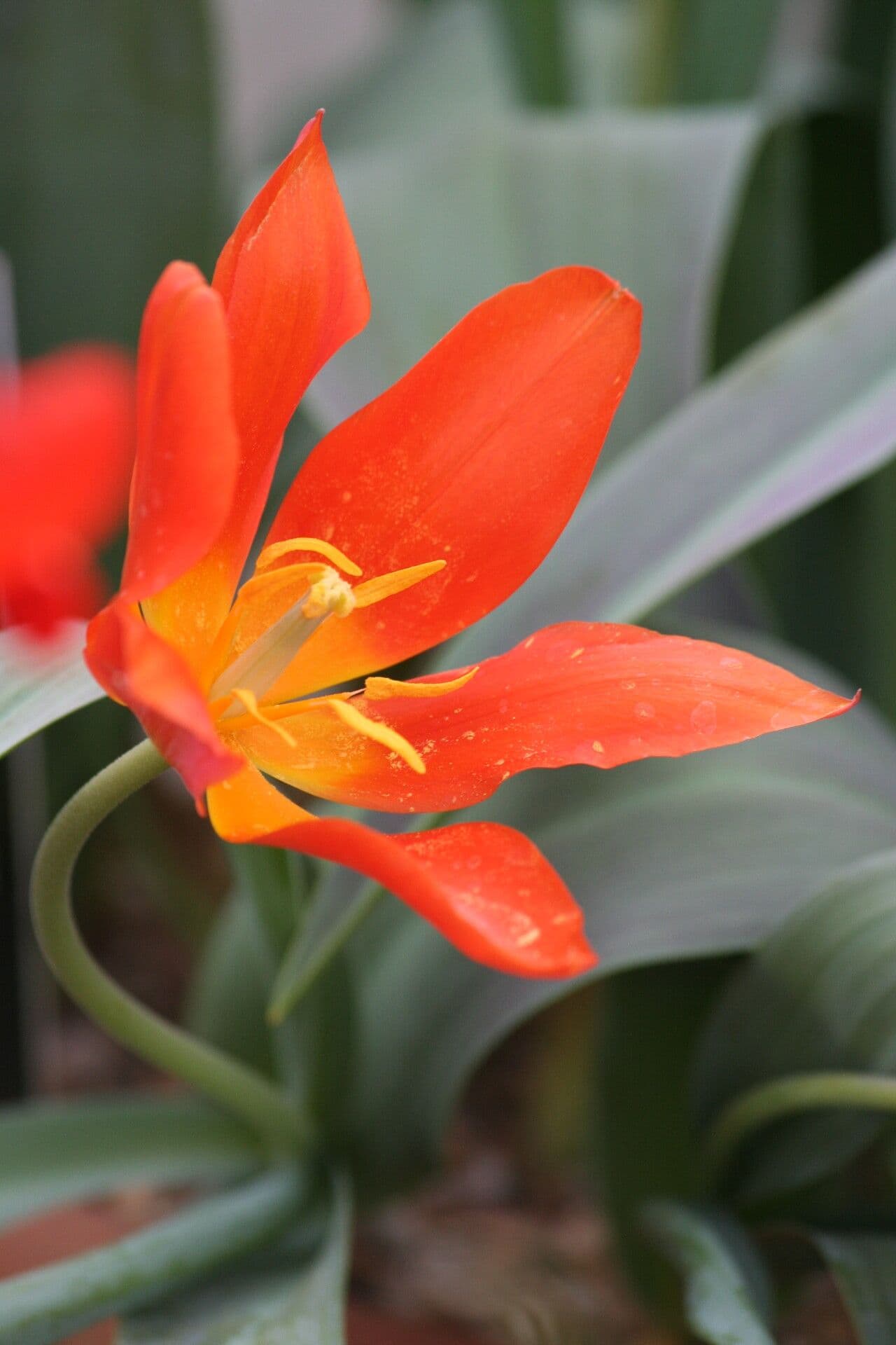 Tulipano 3