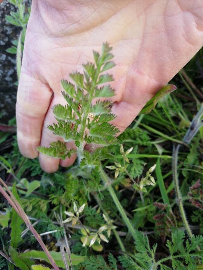 Carota selvatica irta 17