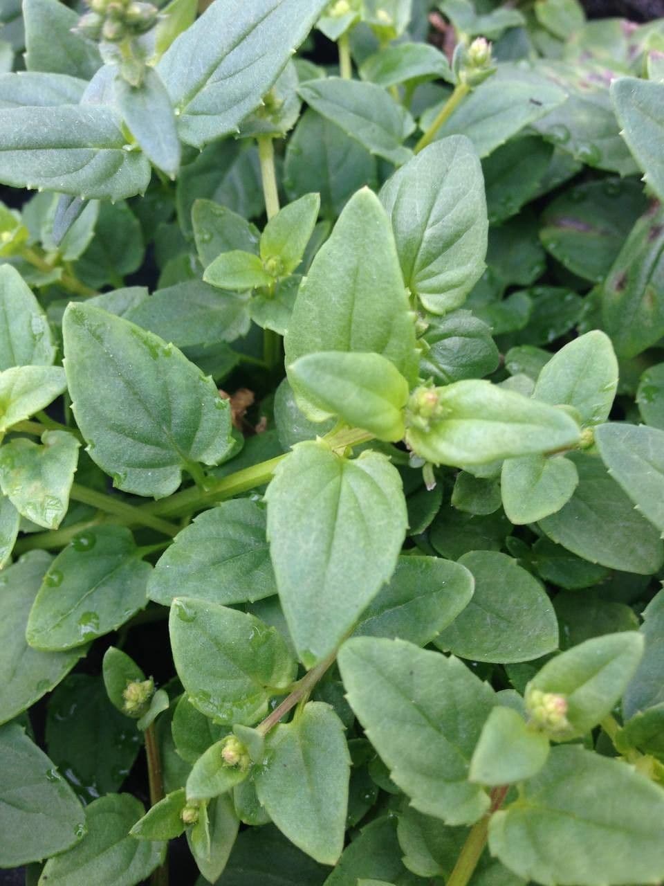 Diascia 18