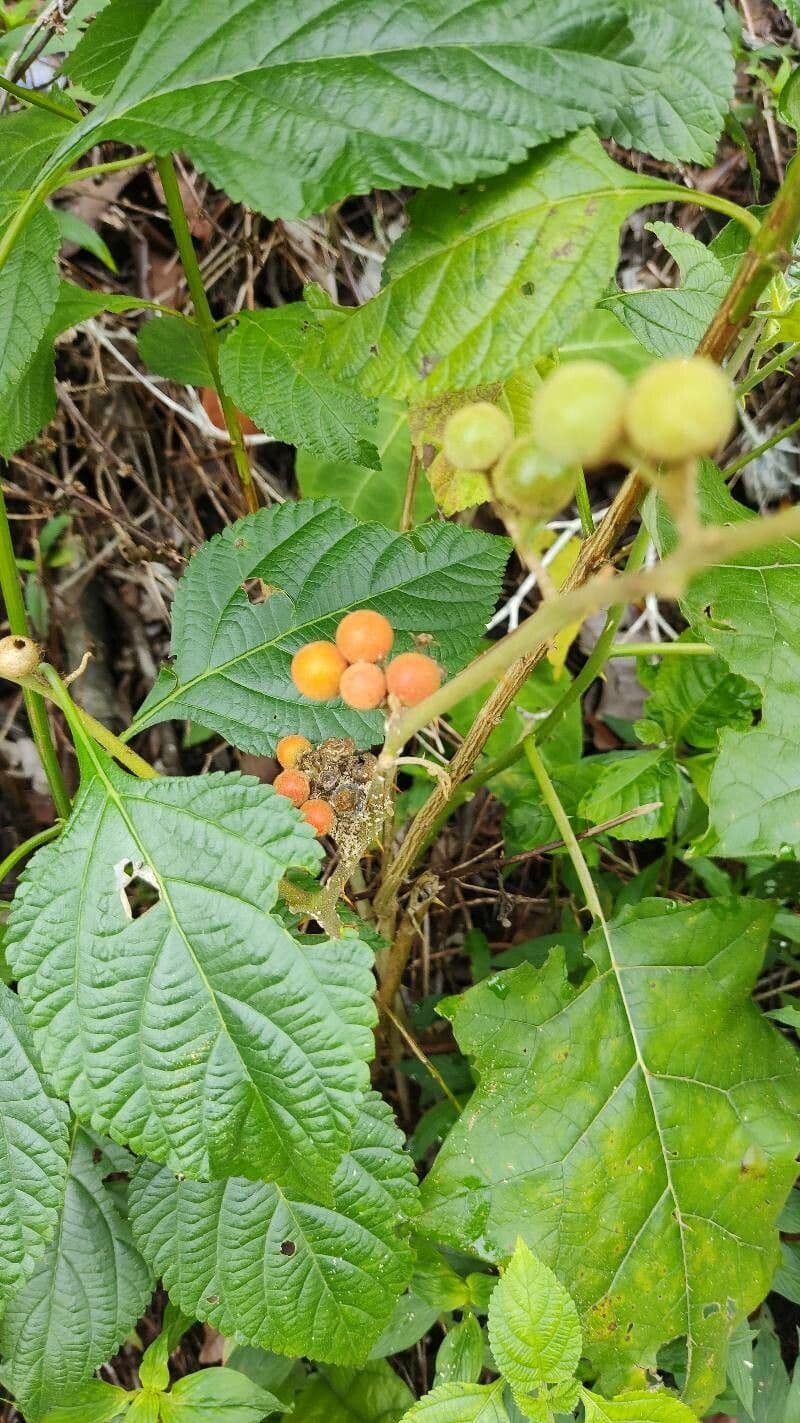 Grisebachs Wandelröschen 2
