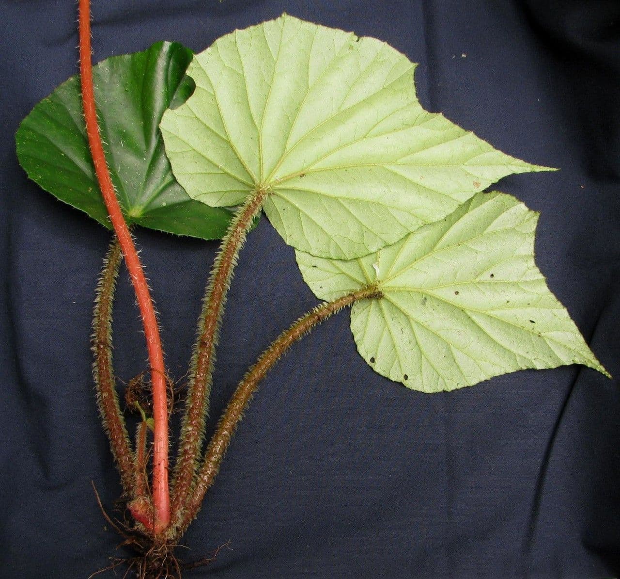 Begonia 22