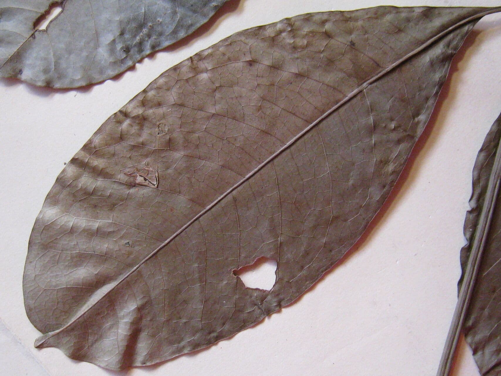 Eriotheca surinamesa