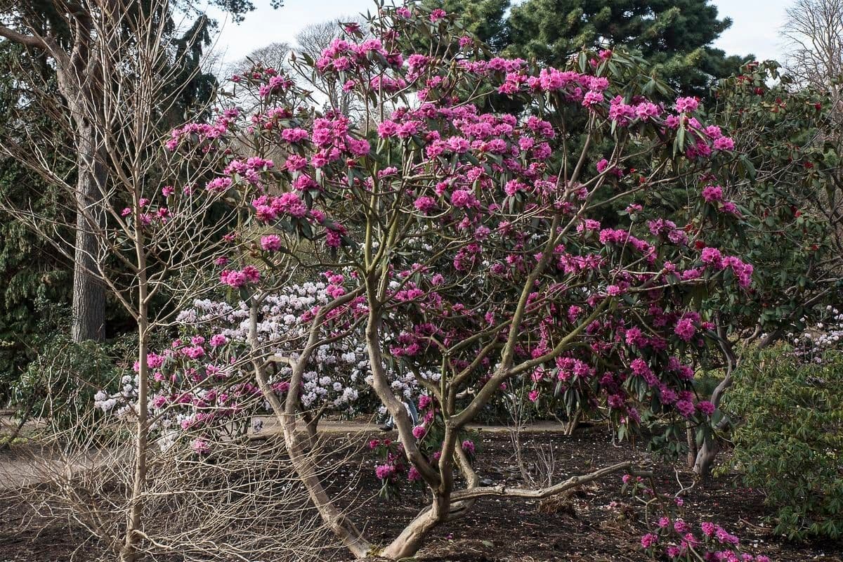 Rododendron anthosphaerum 6