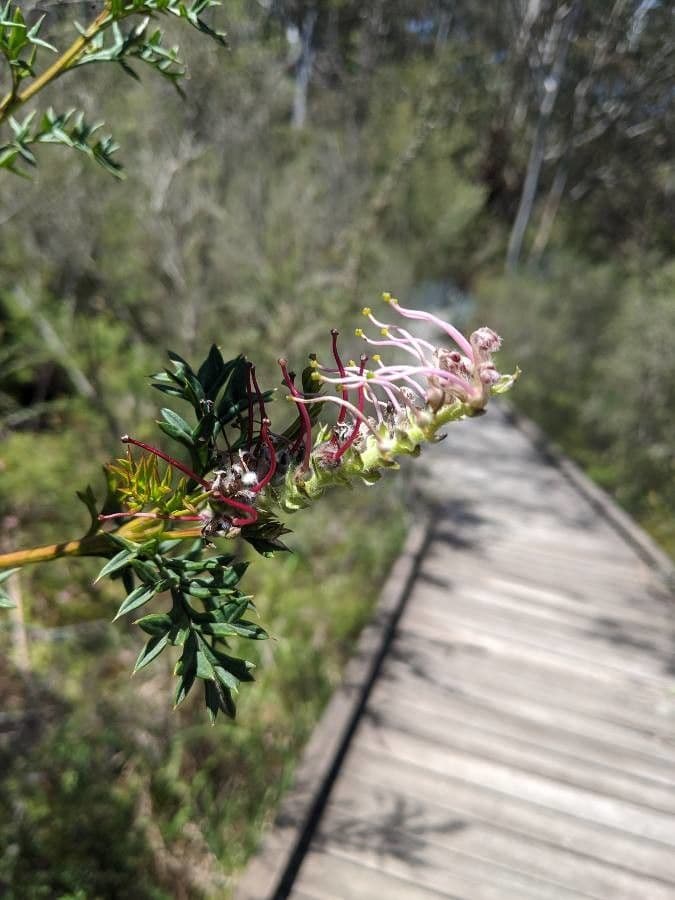 Dornblatt-Grevillea 3