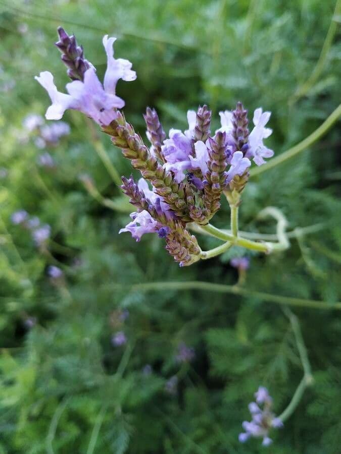 Lavanda canaria 5