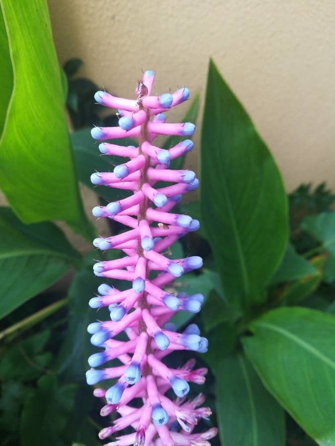 Aechmea 5