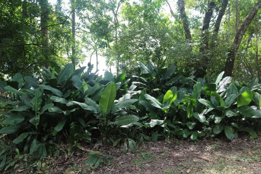 Dieffenbachia 3