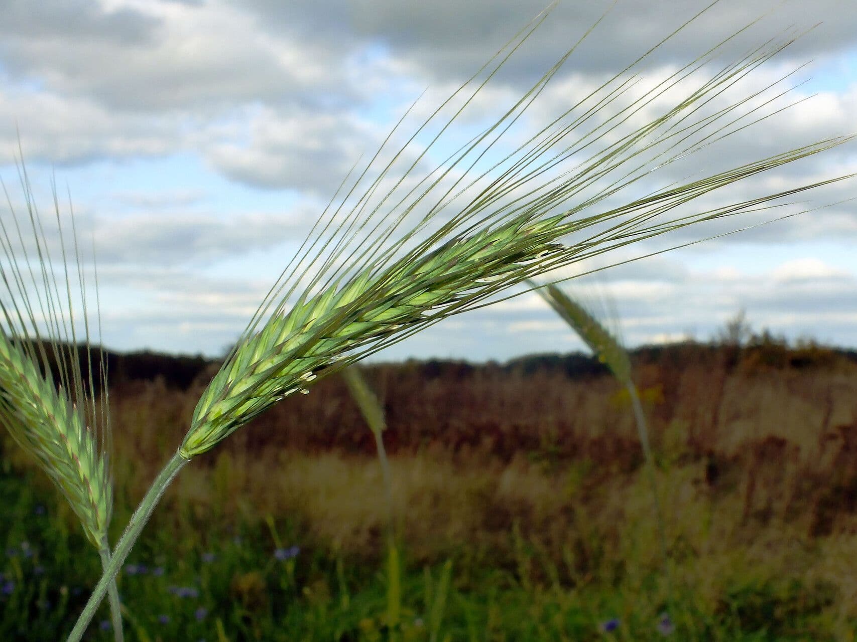 Orzo 4