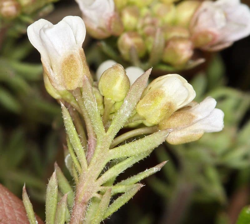 Polyctenium Fremonta 2