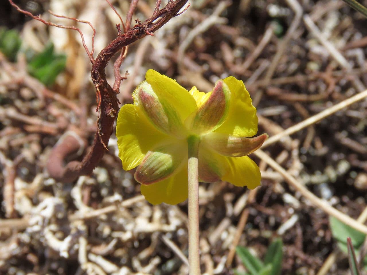 Ranunculus gramineus 7