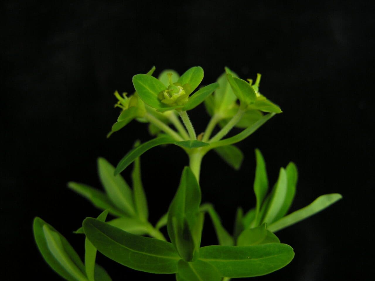 Euphorbia stracheyi 6