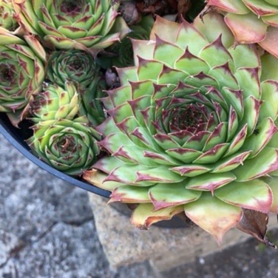 Semprevivo maggiore 29