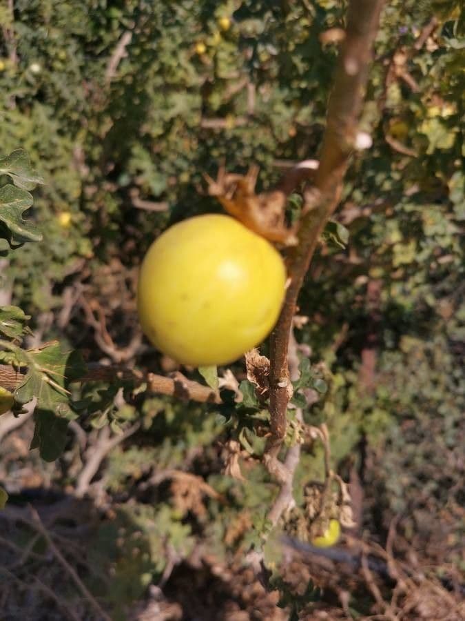 Solano di Linné 5