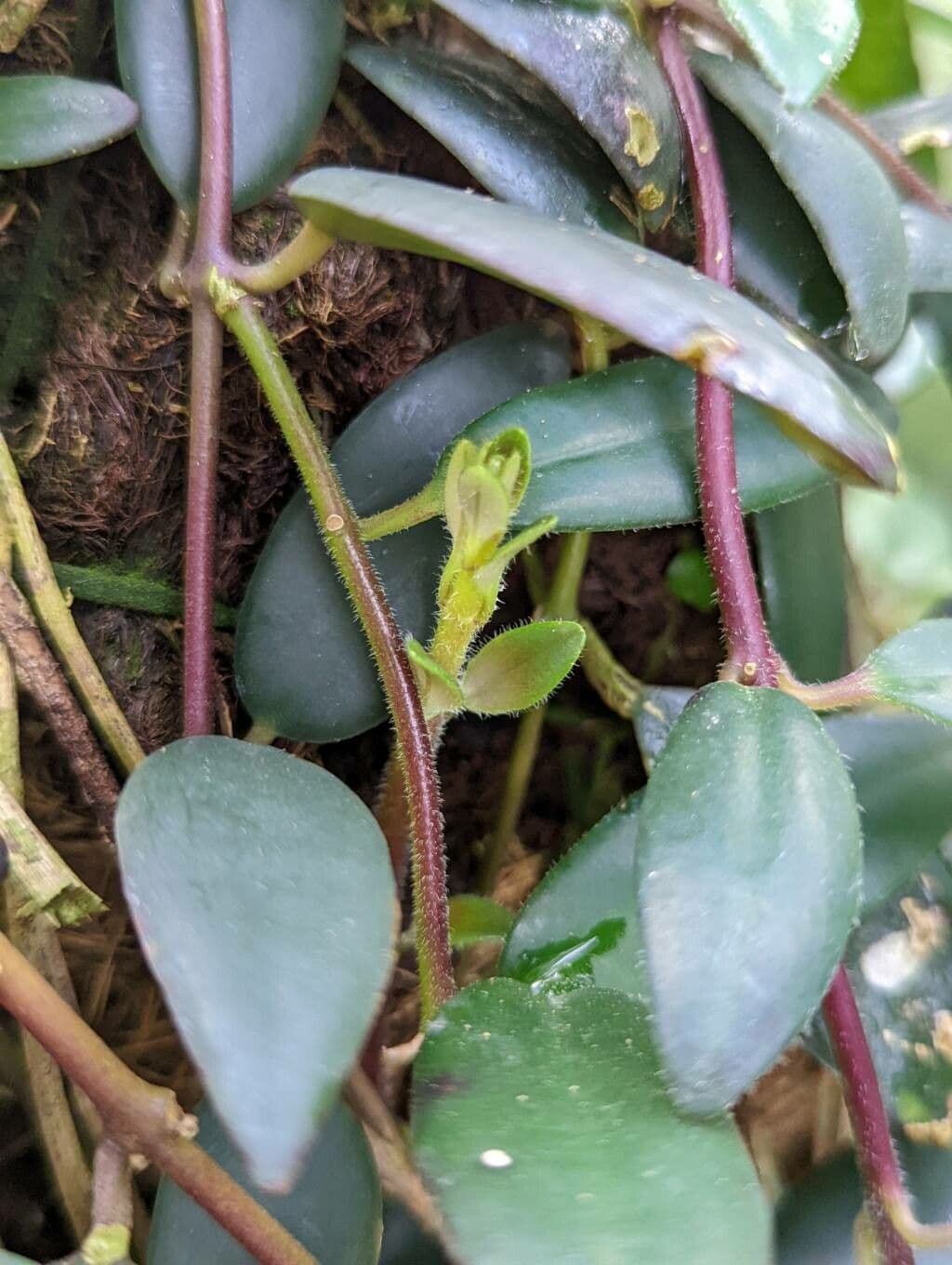 Aeschynanthus 4