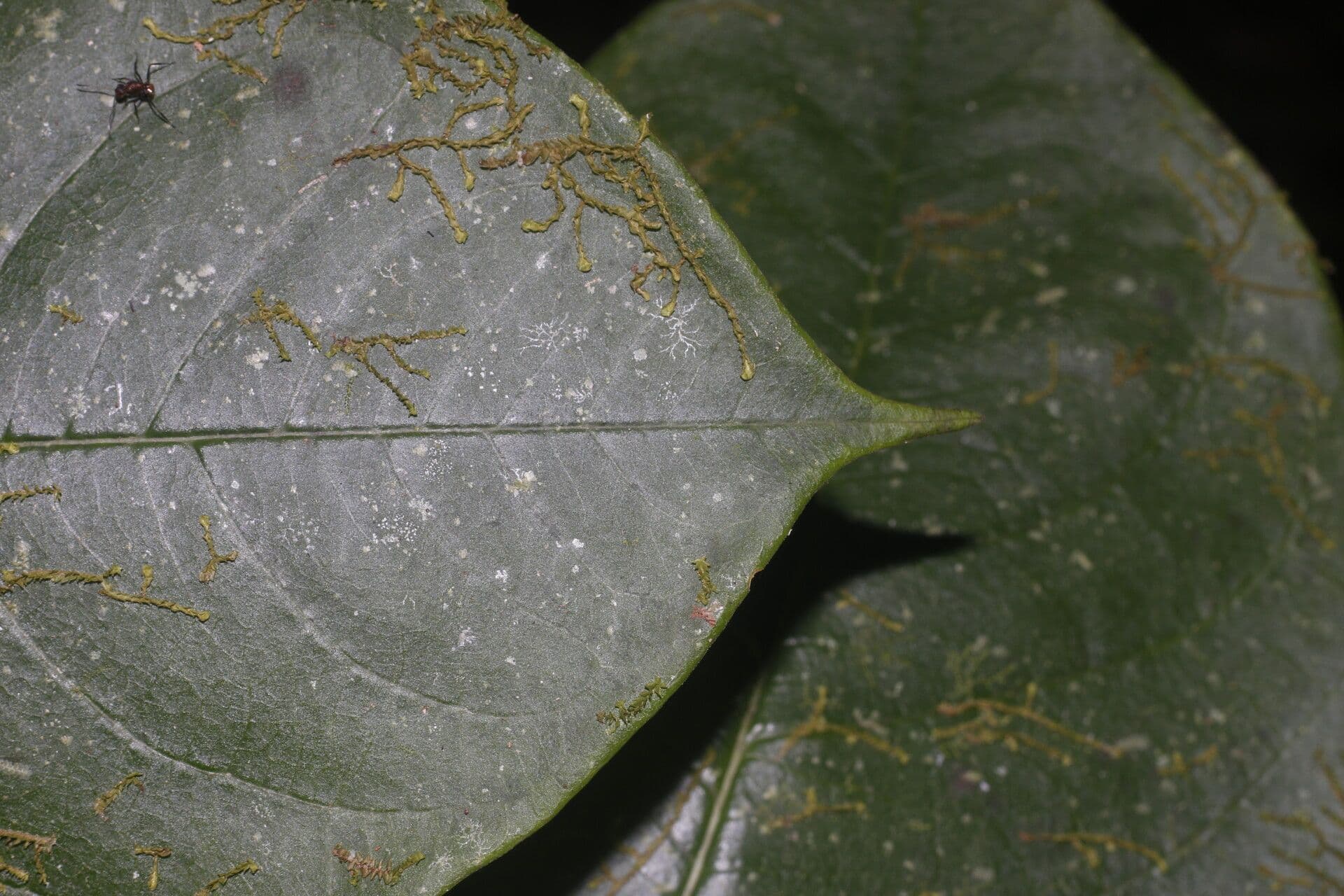 Daphnopsis 7