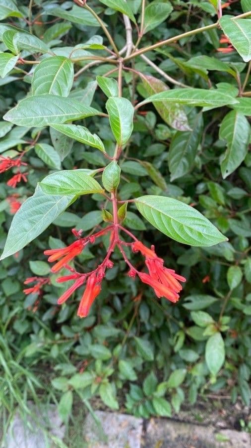 Hamelia 20