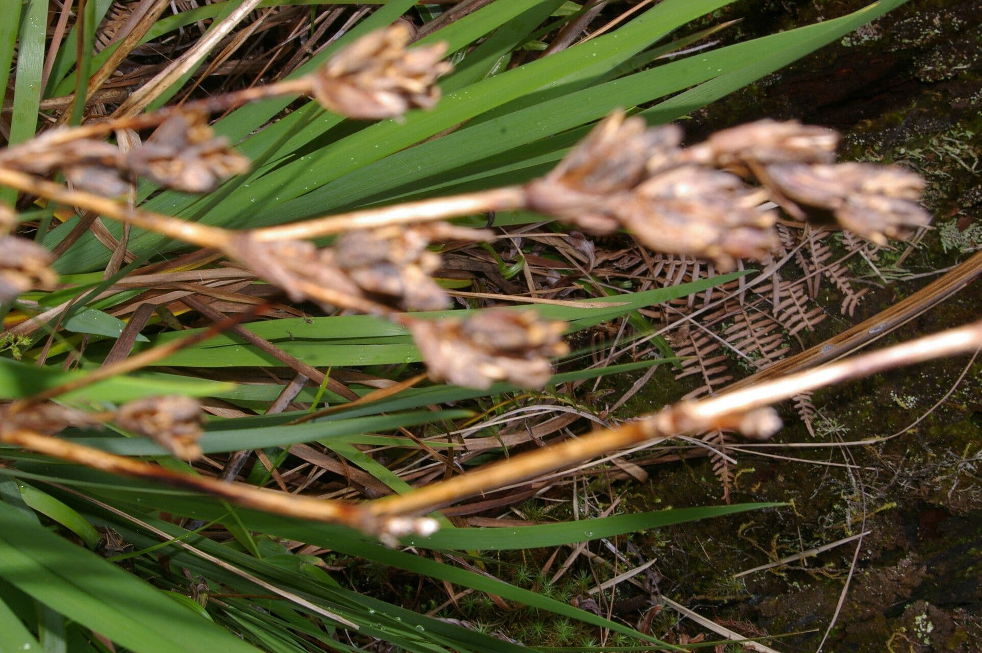 Iris del Chimborazo