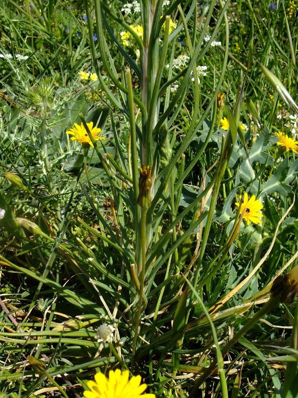 Königsspeer 11
