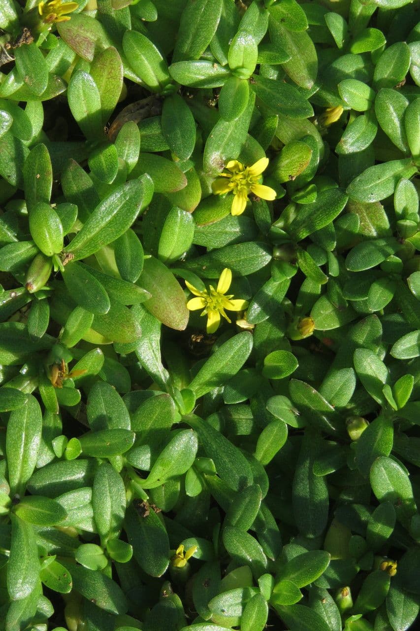 Pectis humifusa