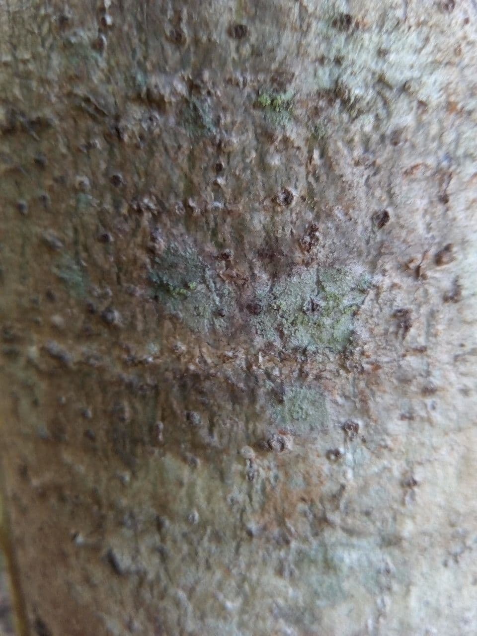 Polyscias 20