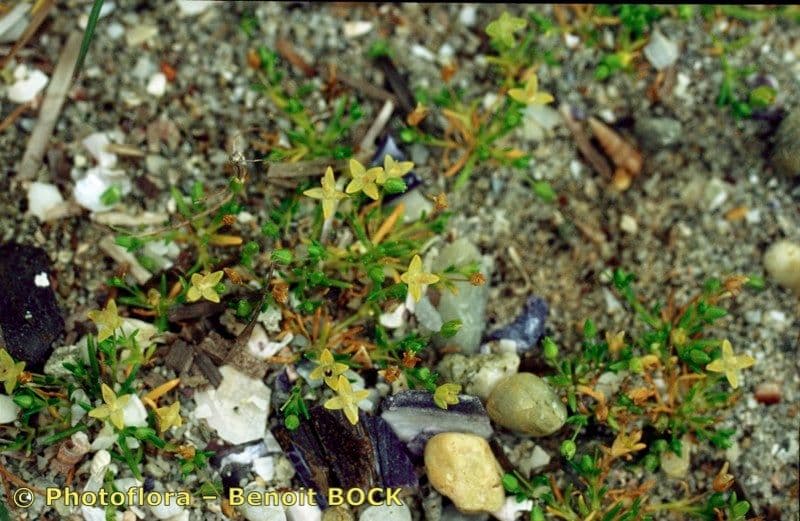 Sagina marittima 8