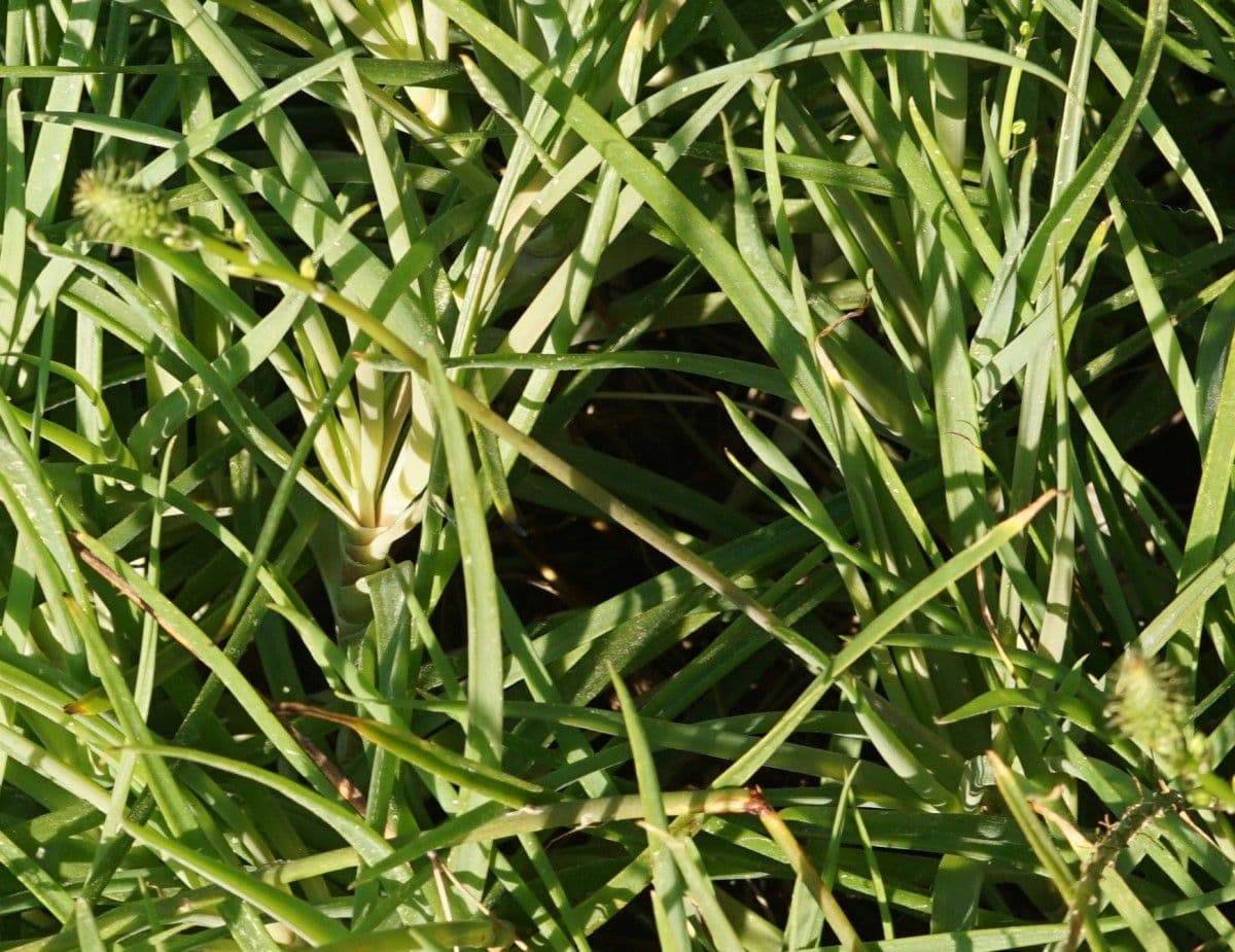 Bulbine bulbosa 14