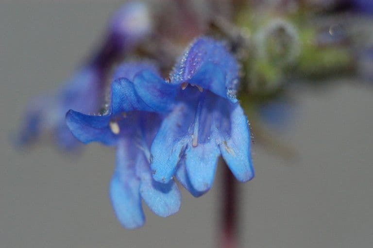 Penstemon anguineus 2