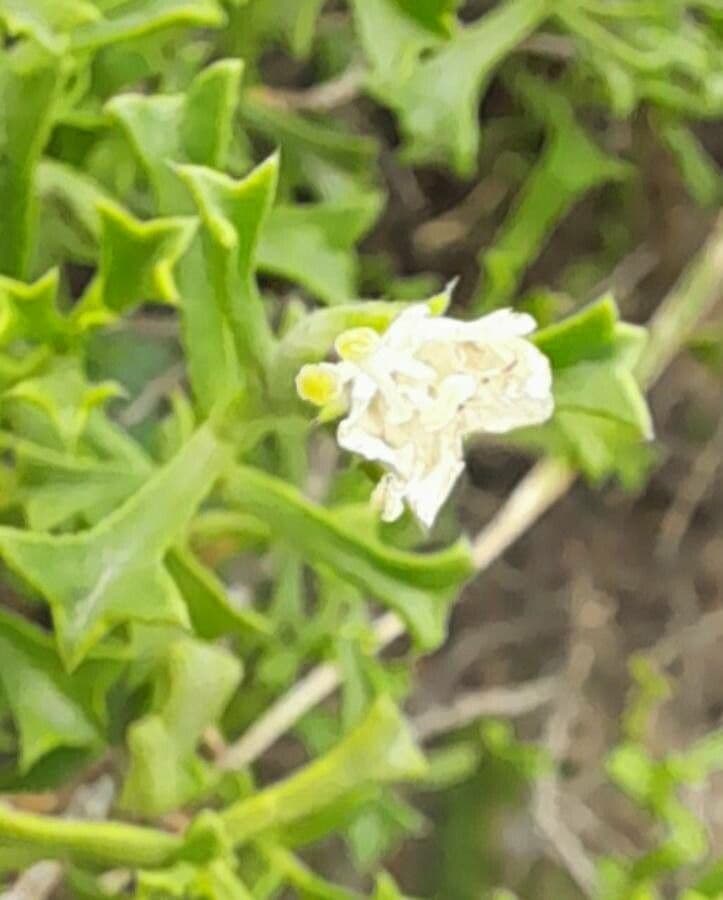Ehretia