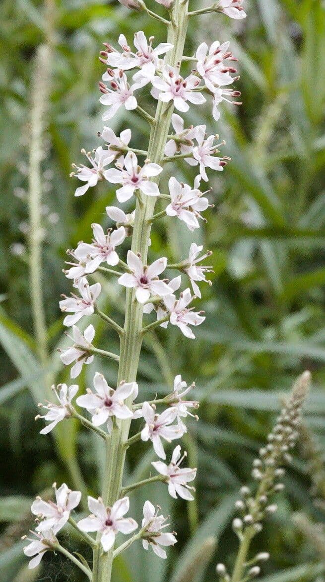 Erba lucciola 8